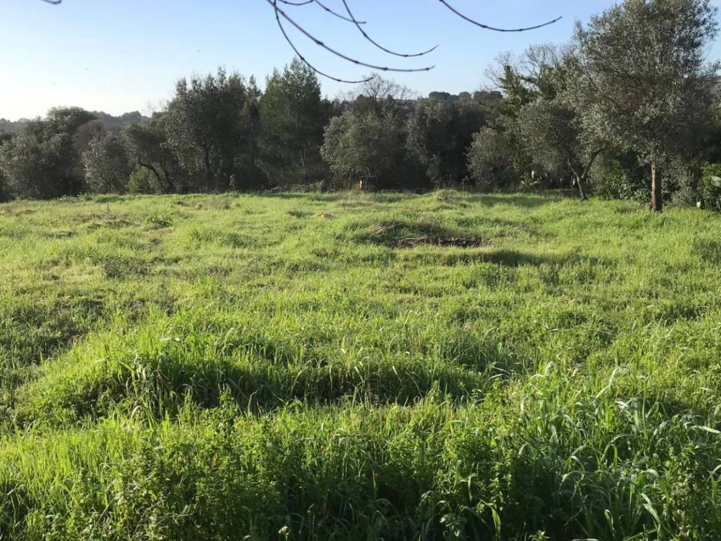 Terreno a Ostuni in Contrada Molillo - Foto 4