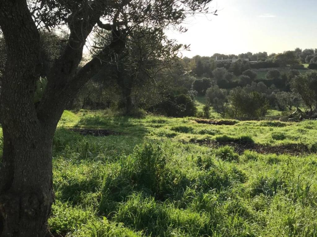 Terreno a Ostuni in Contrada Molillo - Foto 5