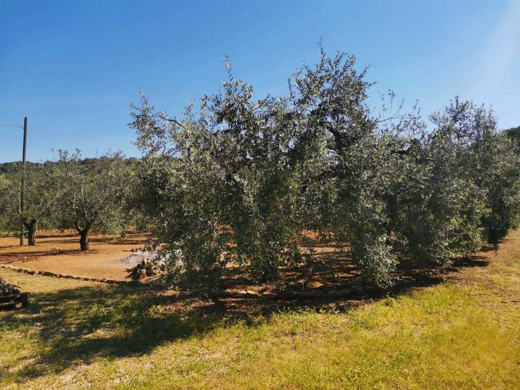 Terreno a Orbetello in Torrevecchia No Number - Foto 2