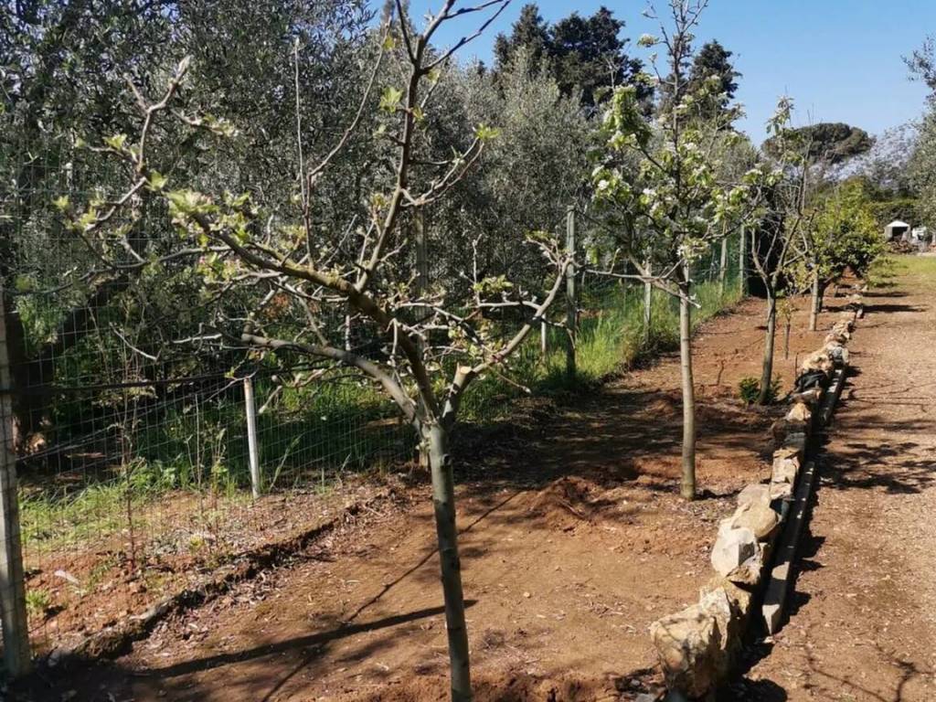 Terreno a Orbetello in Torrevecchia No Number - Foto 3