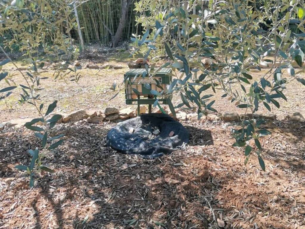 Terreno a Orbetello in Torrevecchia No Number - Foto 4