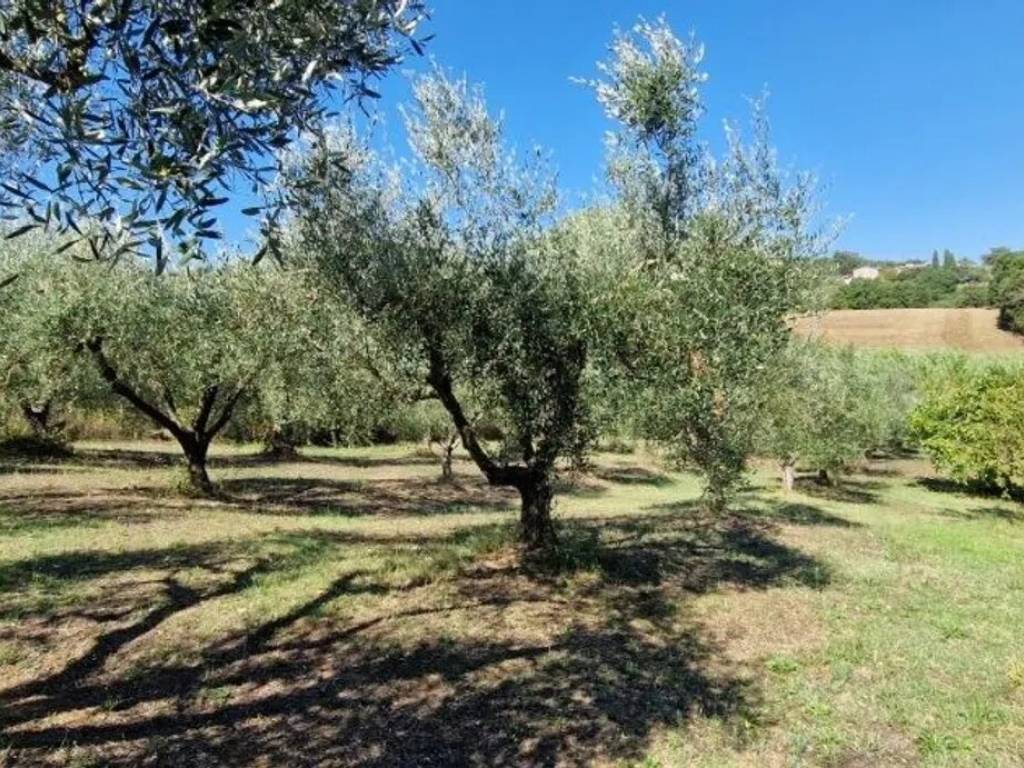 Rustico / casale a Manciano in Stellata No Number - Foto 5
