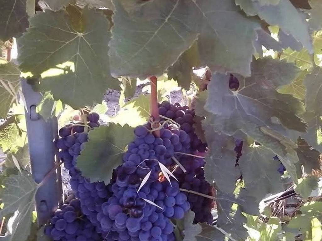 Terreno a Mazara del vallo in Via Salemi - Foto 2