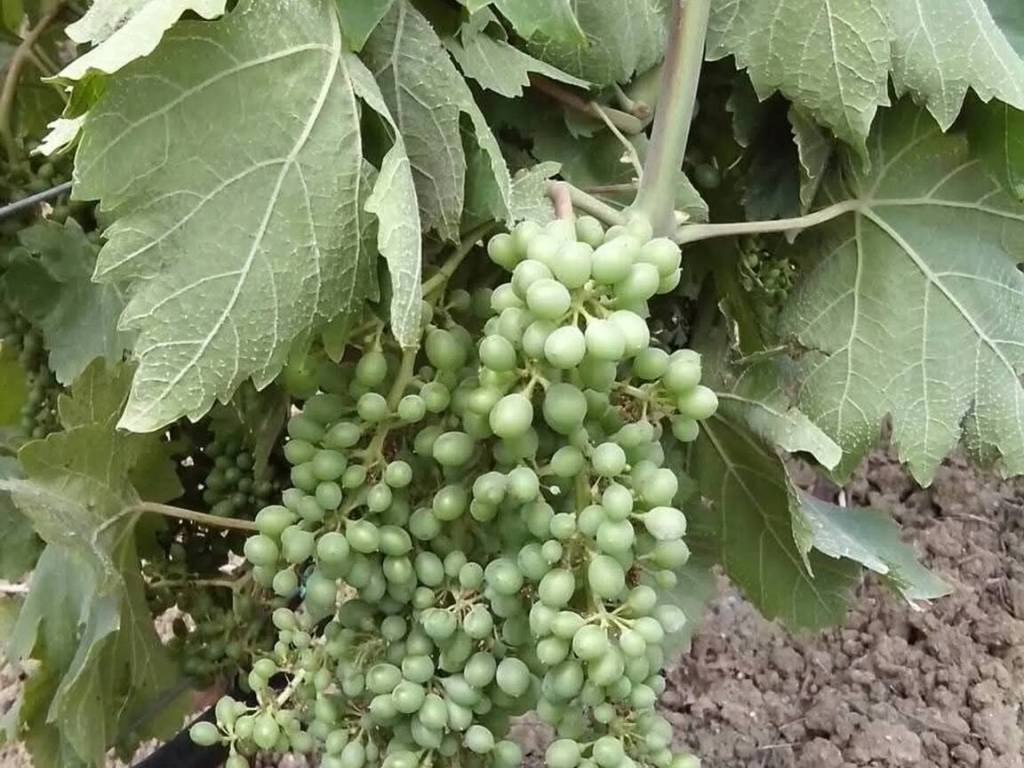 Terreno a Mazara del vallo in Via Salemi - Foto 3