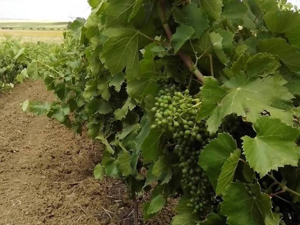 Terreno a Mazara del vallo in Via Salemi - Foto 5