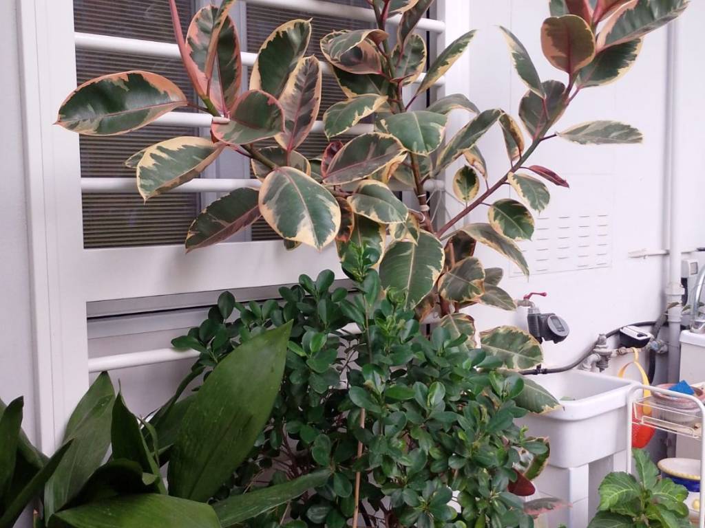 Appartamento a Pontecagnano faiano in Piazza Felice Sabato, 4 - Foto 3