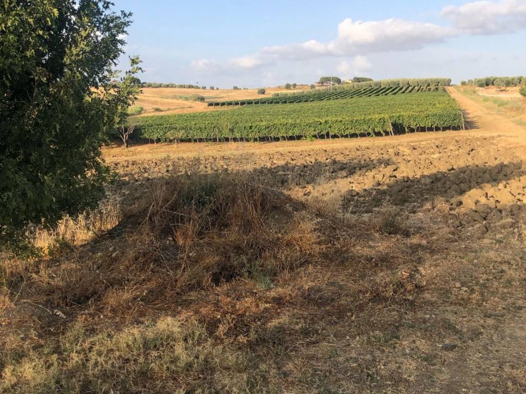 Rustico / casale a Magliano in toscana - Foto 5