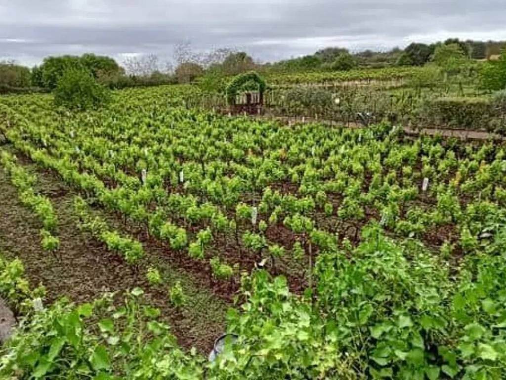 Villa a Adrano - Foto 2