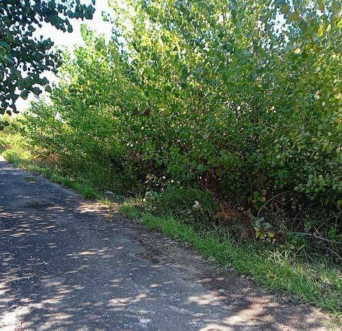 Terreno a Torchiarolo - Foto 2