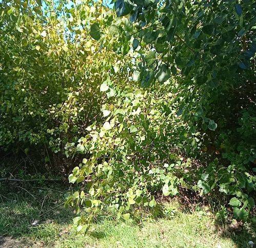 Terreno a Torchiarolo - Foto 3