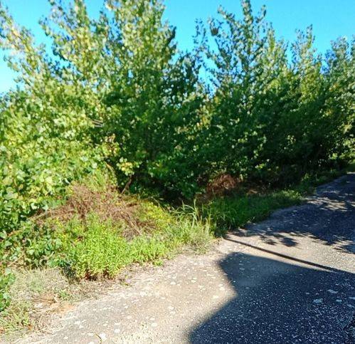 Terreno a Torchiarolo - Foto 4