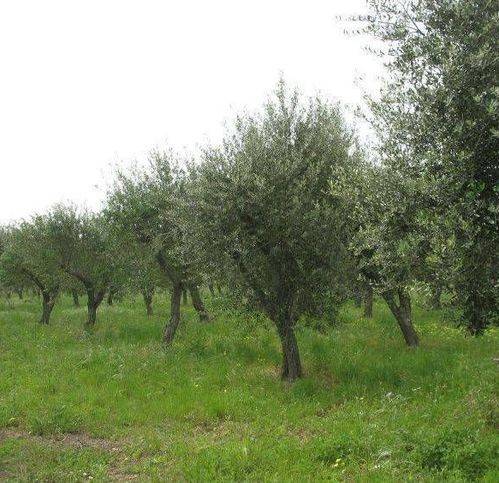 Rustico / casale a San pietro vernotico - Foto 3