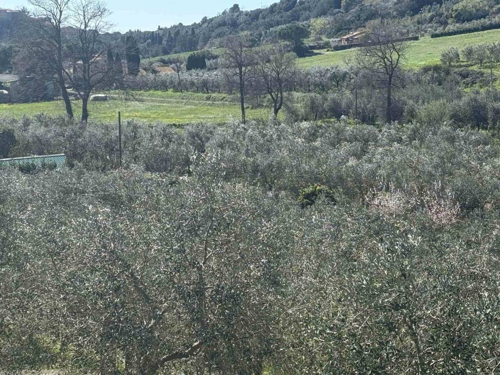 Terreno a Bibbona in via della steccaia - Foto 2