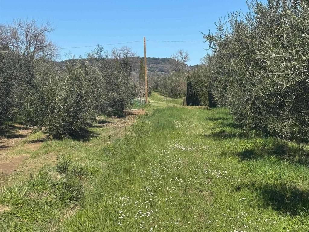 Terreno a Bibbona in via della steccaia - Foto 4