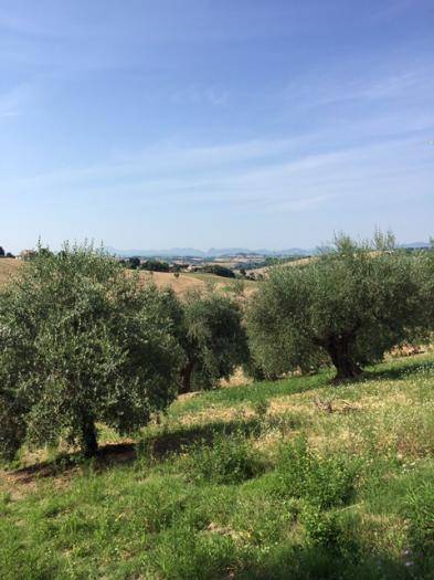 Rustico / casale a Trecastelli - Foto 3