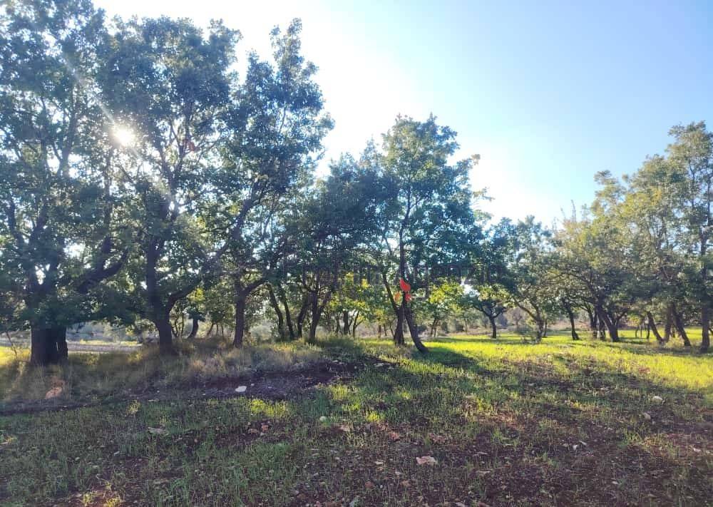Terreno a Ostuni - Foto 2