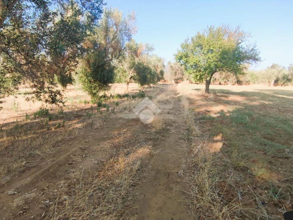 Terreno a Mesagne in Contrada Bosco Colombo - Foto 2