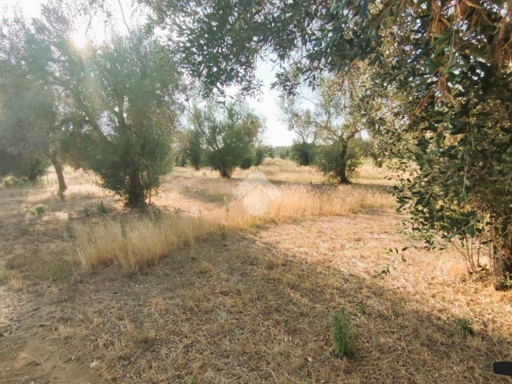 Terreno a Mesagne in Contrada Bosco Colombo - Foto 3