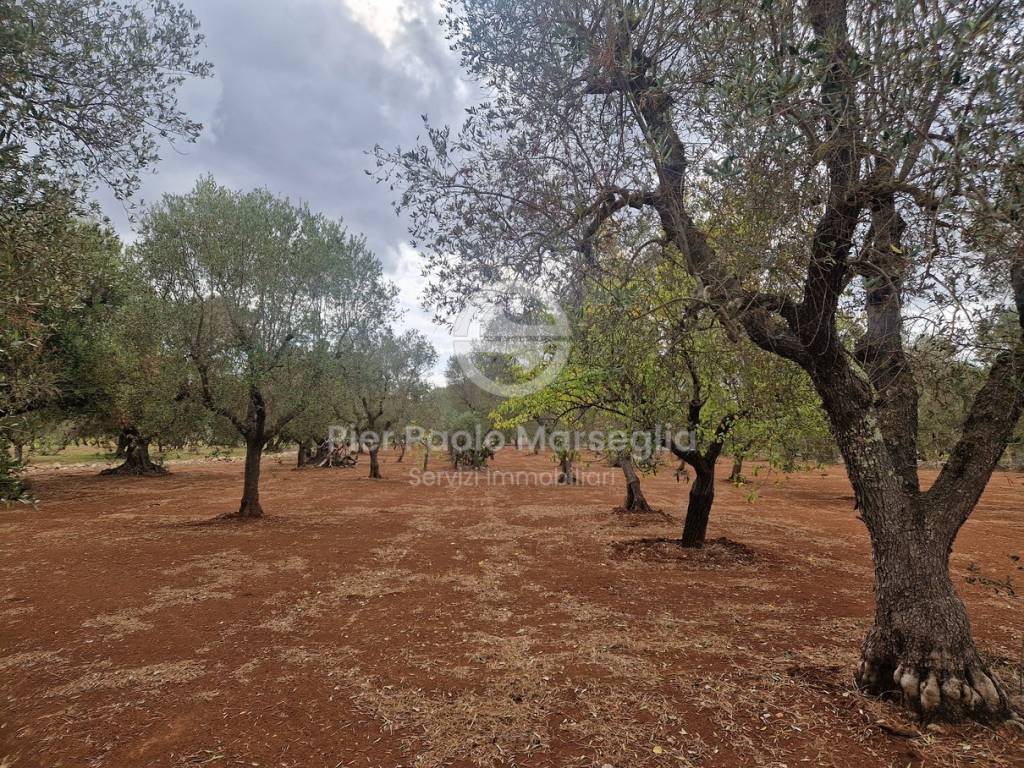 Rustico / casale a Ostuni in Contrada Guappi Falghero - Foto 2
