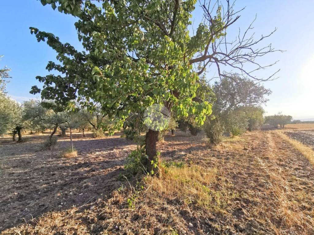 Terreno a Lucera in Contrada Bastia - Foto 2