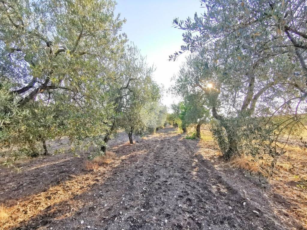 Terreno a Lucera in Contrada Bastia - Foto 4