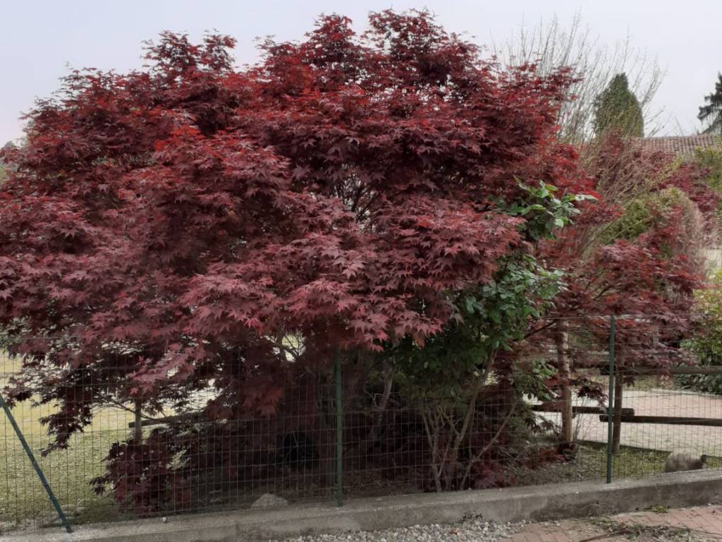 Rustico / casale a Moncrivello in Cascina Italia - Foto 3