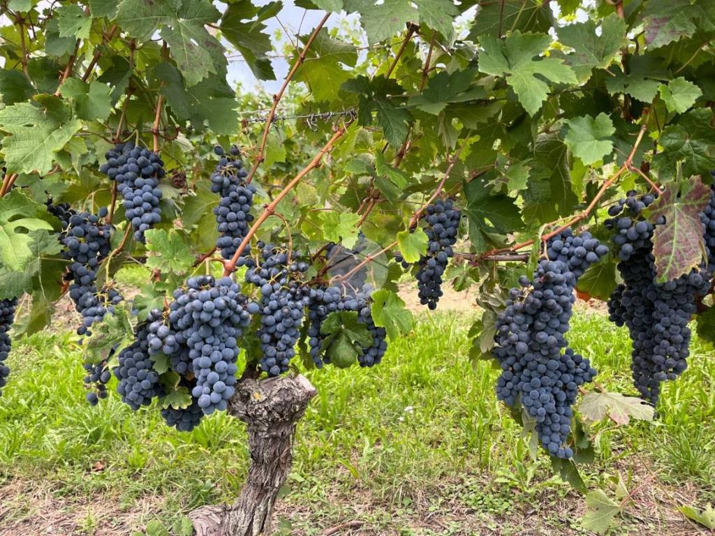 immagine di copertina