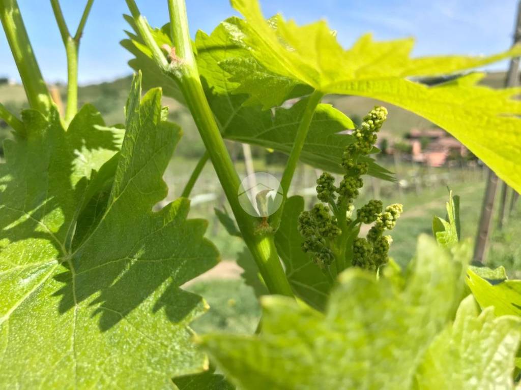Terreno a Calamandrana in San Giovanni, 77 - Foto 2