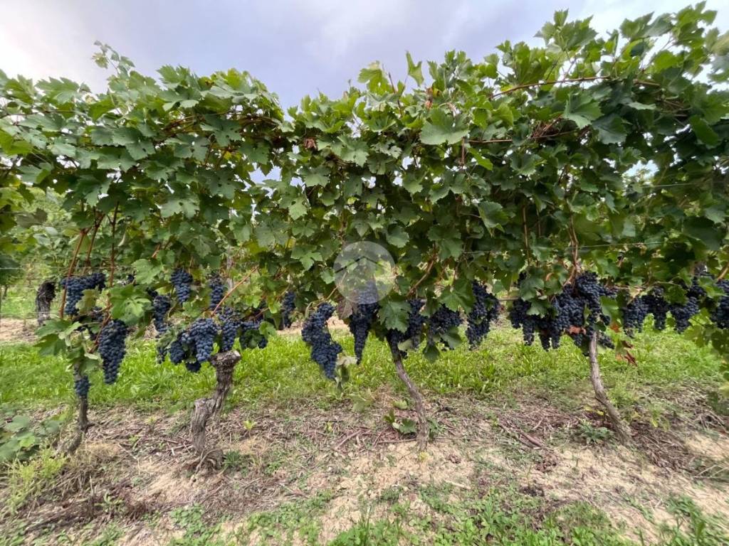 Terreno a Calamandrana in San Giovanni, 77 - Foto 3