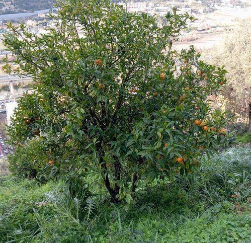 Terreno a Ventimiglia in Via Gianchette - Foto 5