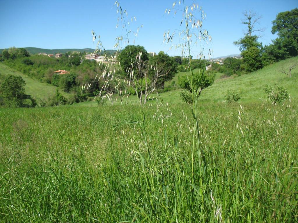 Terreno a Campobasso in via vigliardi - Foto 3
