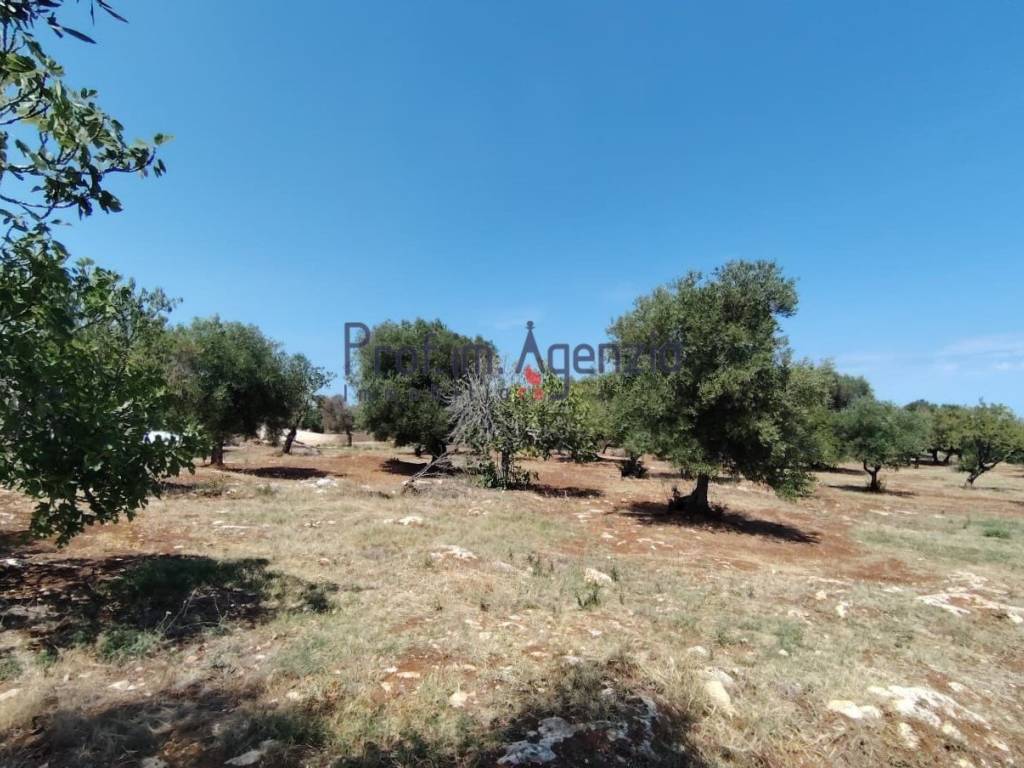 Terreno a Carovigno - Foto 3