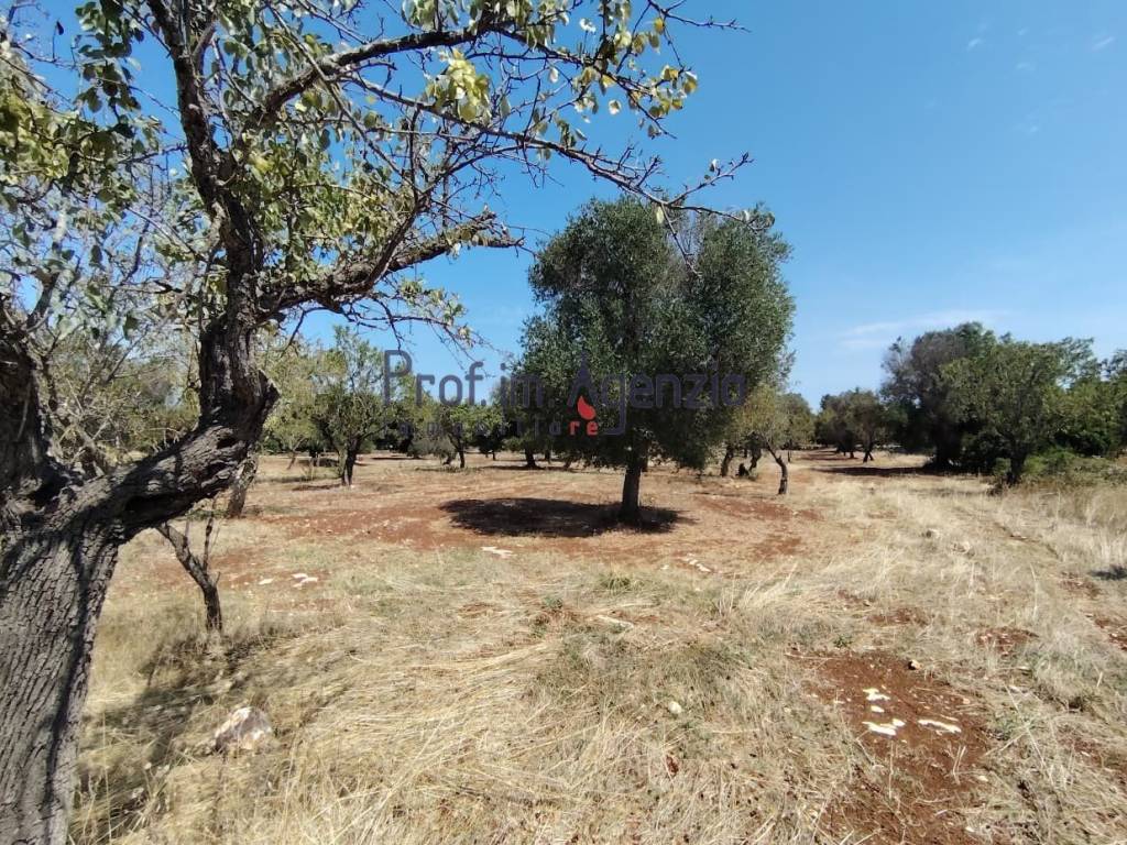 Terreno a Carovigno - Foto 4