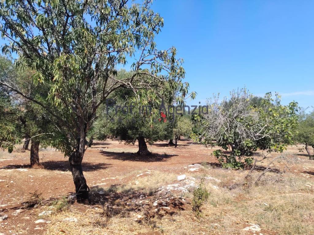 Terreno a Carovigno - Foto 5