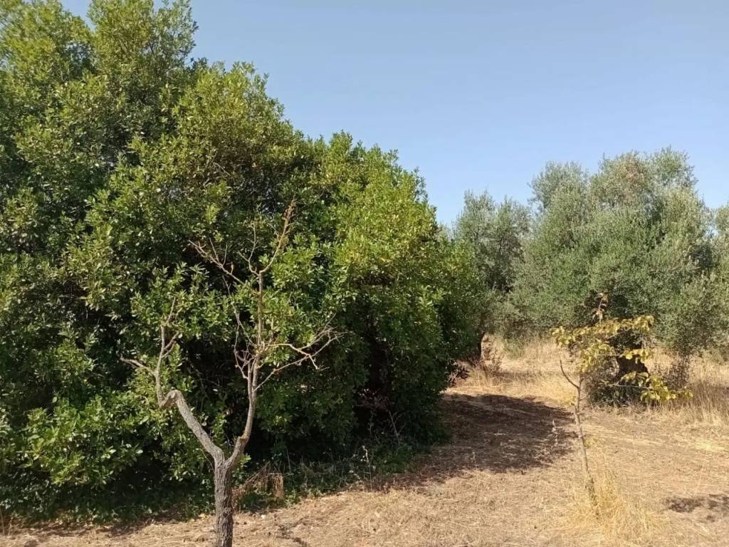 Terreno a Mottola in Viale Jonio, 36 - Foto 2