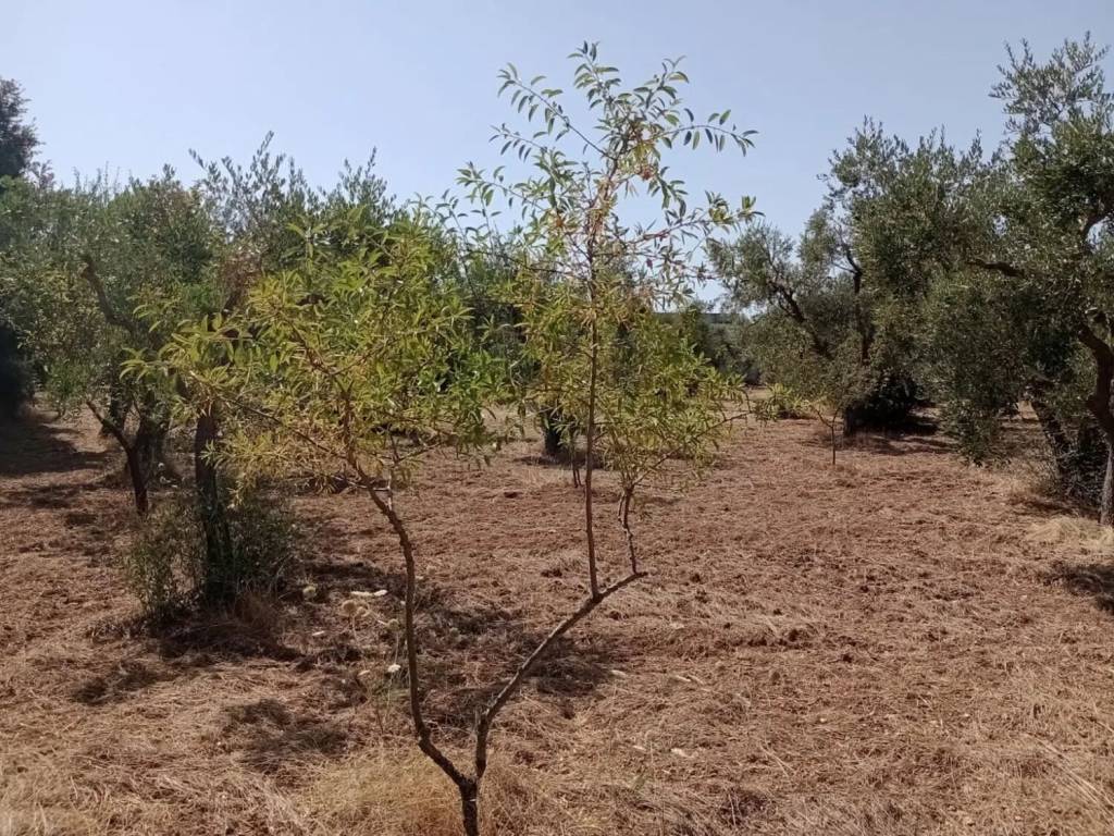 Terreno a Mottola in Viale Jonio, 36 - Foto 3