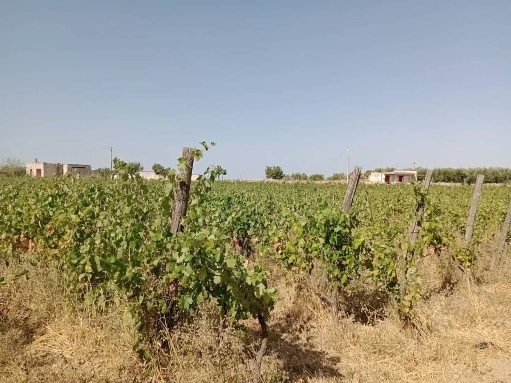 Terreno a Mottola in Sp29, 1 - Foto 2