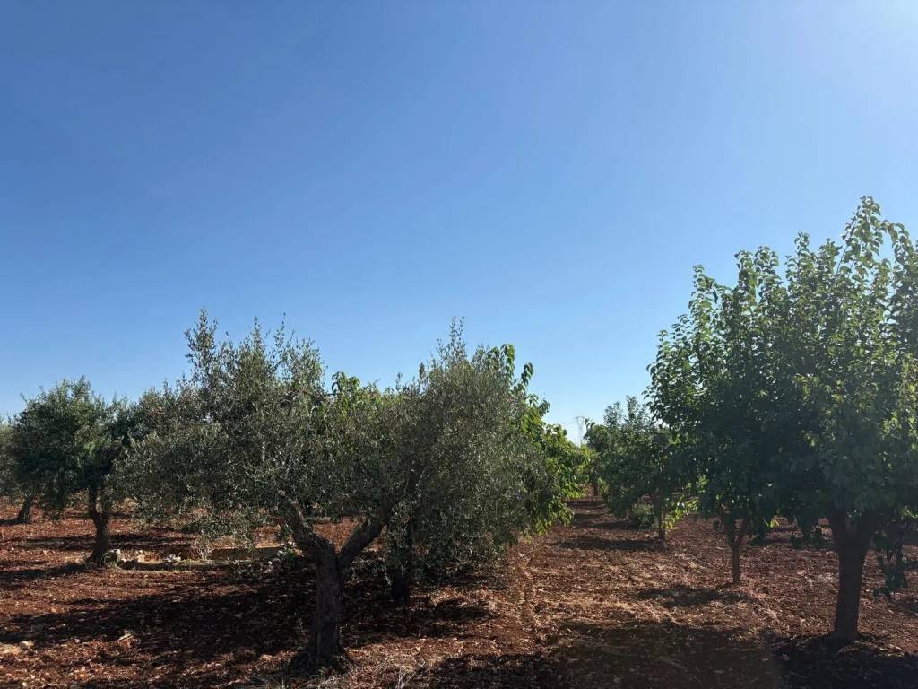Terreno a Mottola in 7ª Strada Destra, 1 - Foto 4