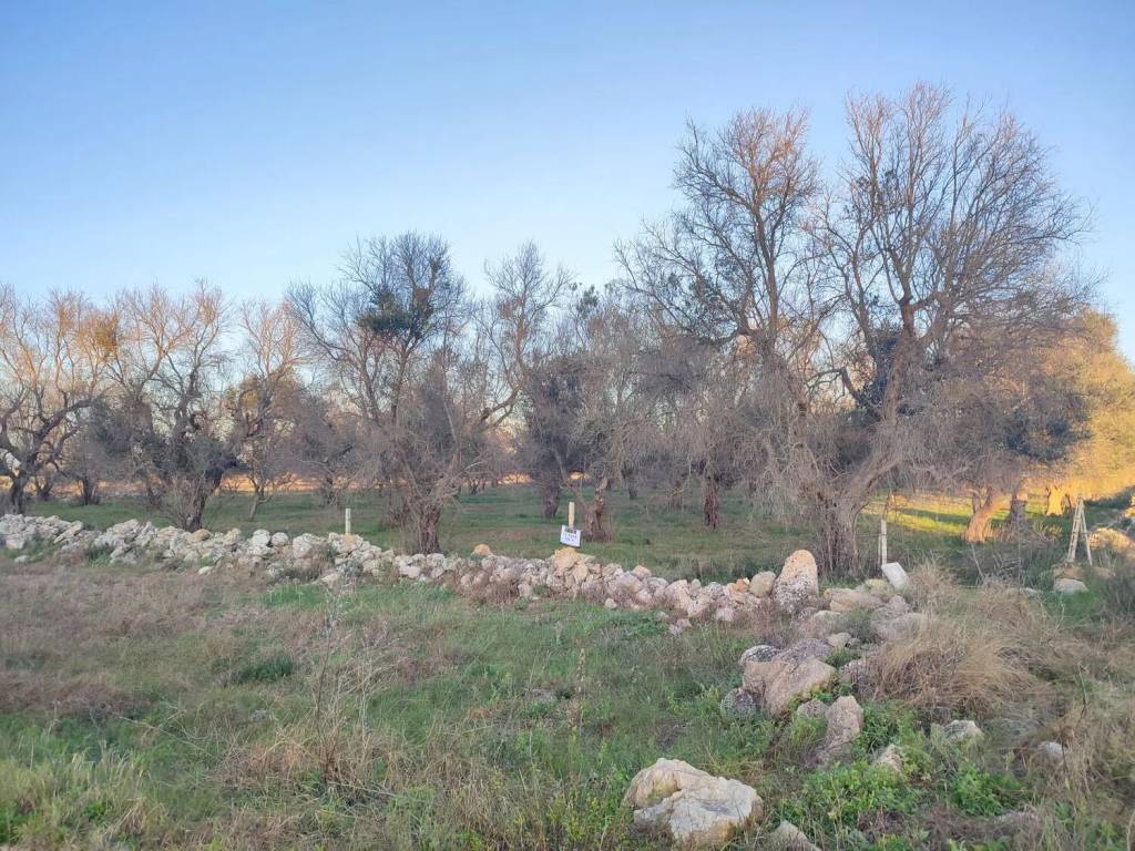 Terreno a Soleto in Laccu De L'Ungulìa - Foto 5