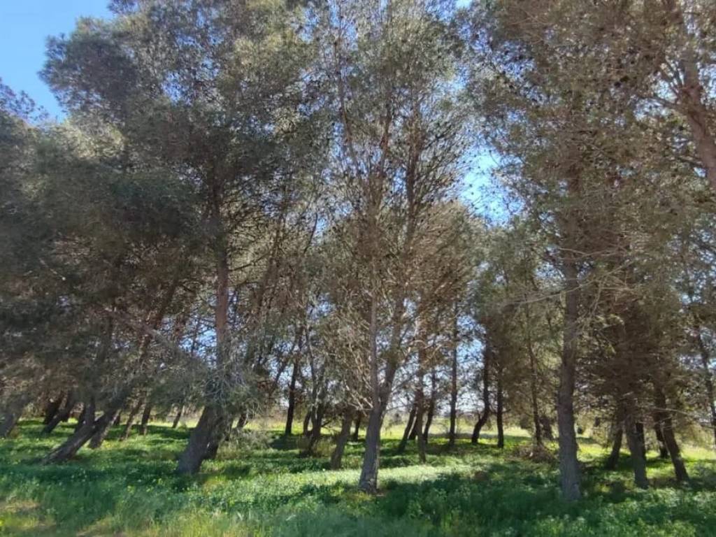 Rustico / casale a Galatina in Lecce No Number - Foto 4