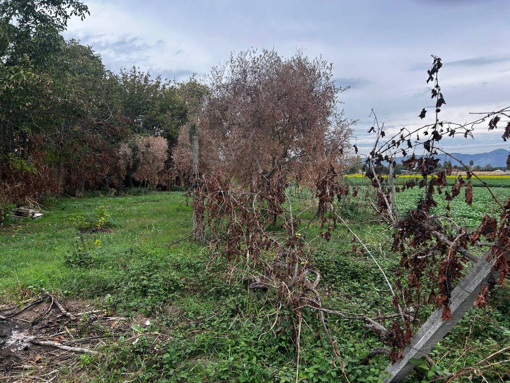 Terreno a Capodrise - Foto 4