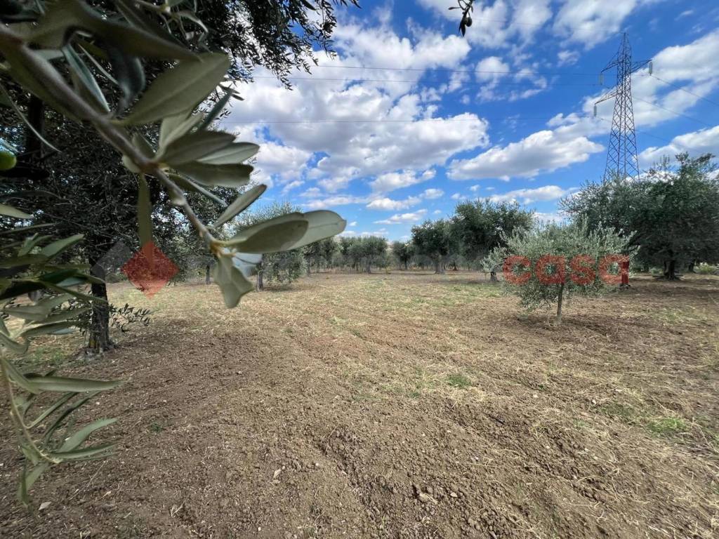 Terreno a Barile in CONTRADA GORIZZE, SNC - Foto 2