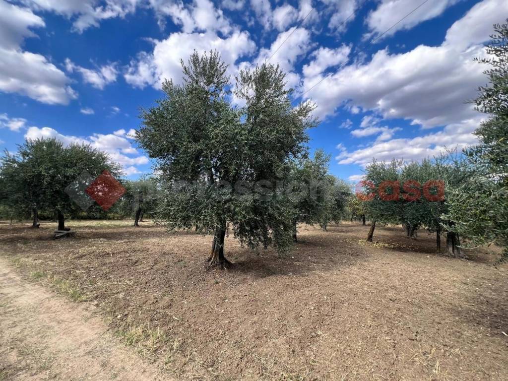 Terreno a Barile in CONTRADA GORIZZE, SNC - Foto 4