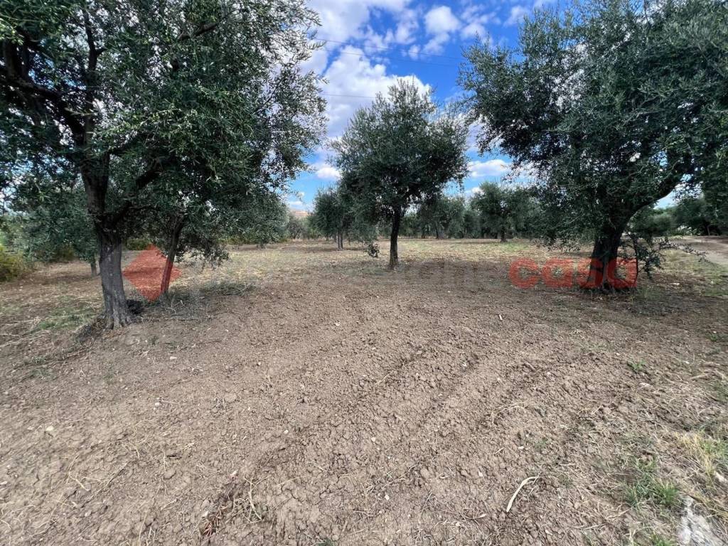 Terreno a Barile in CONTRADA GORIZZE, SNC - Foto 5