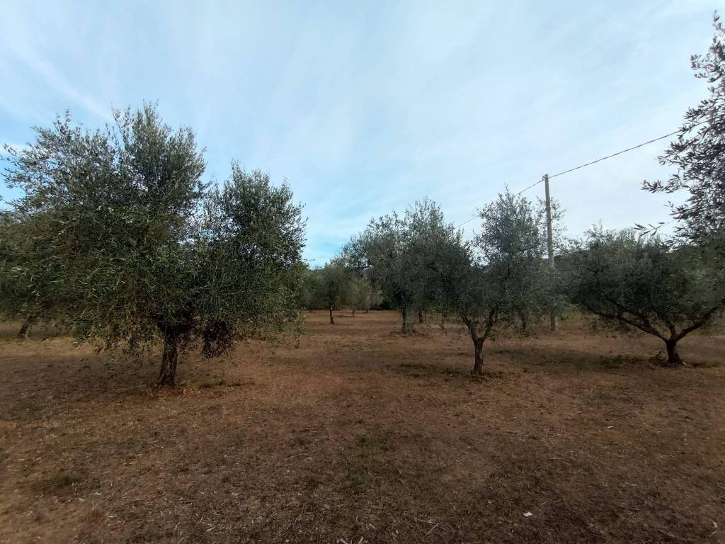 Terreno a Castagneto carducci in Via Aurelia - Foto 2