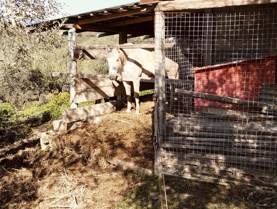 Terreno a Moscufo in via boccaccio 4 - Foto 5