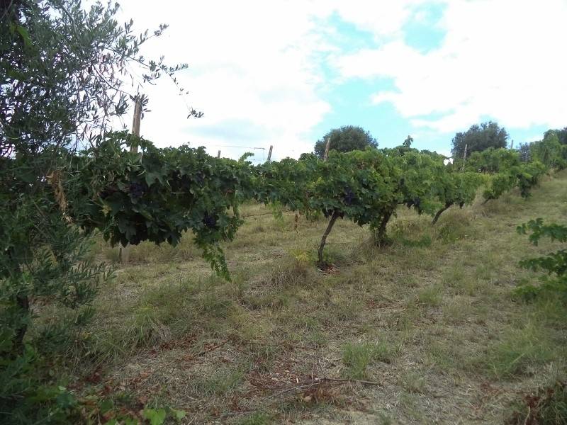 Terreno a Colonnella - Foto 5