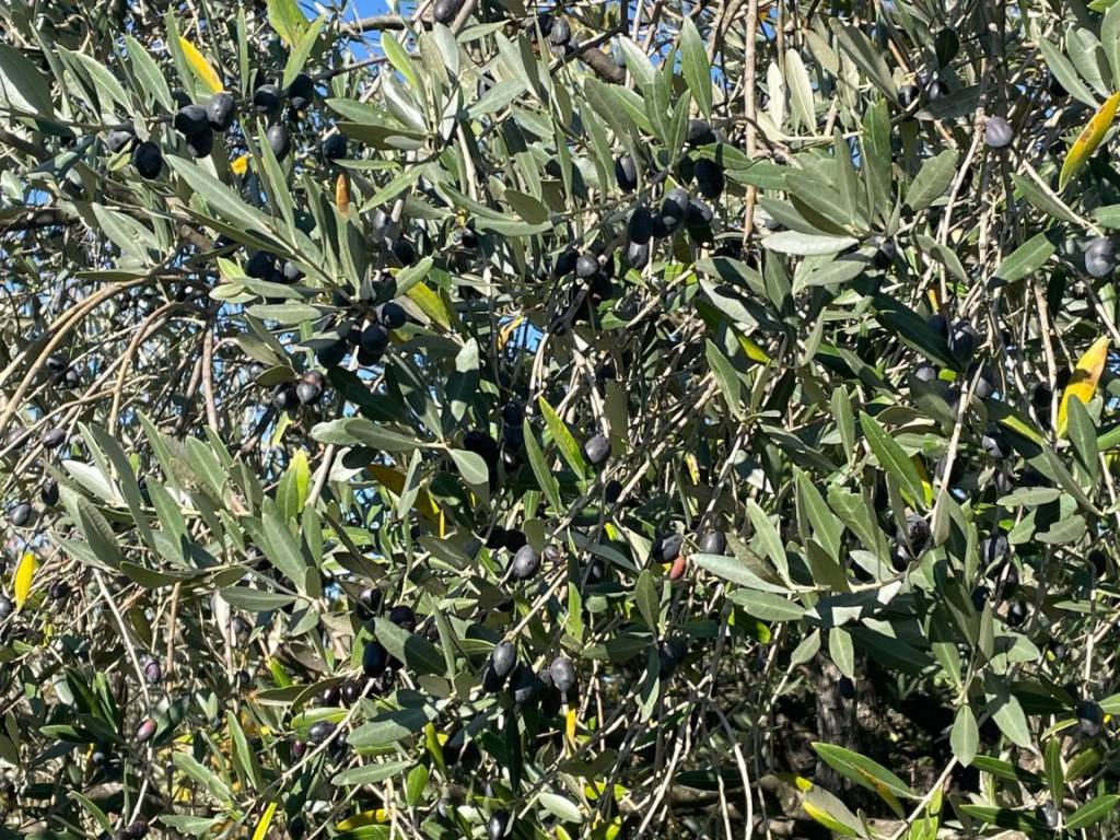 Terreno a Montemurlo in Via Bagnolo di Sopra - Foto 3