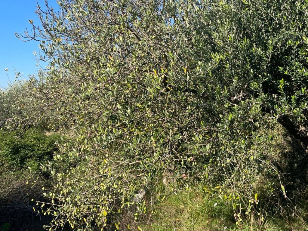 Terreno a Montemurlo in Via Bagnolo di Sopra - Foto 4