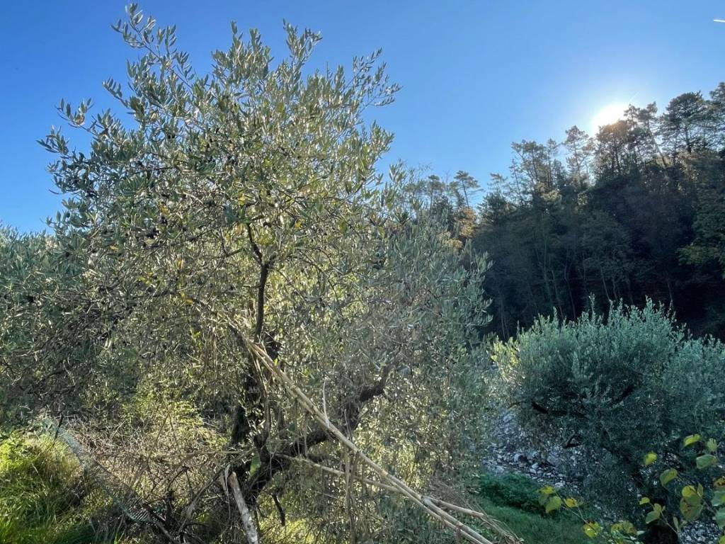 Terreno a Montemurlo in Via Bagnolo di Sopra - Foto 5